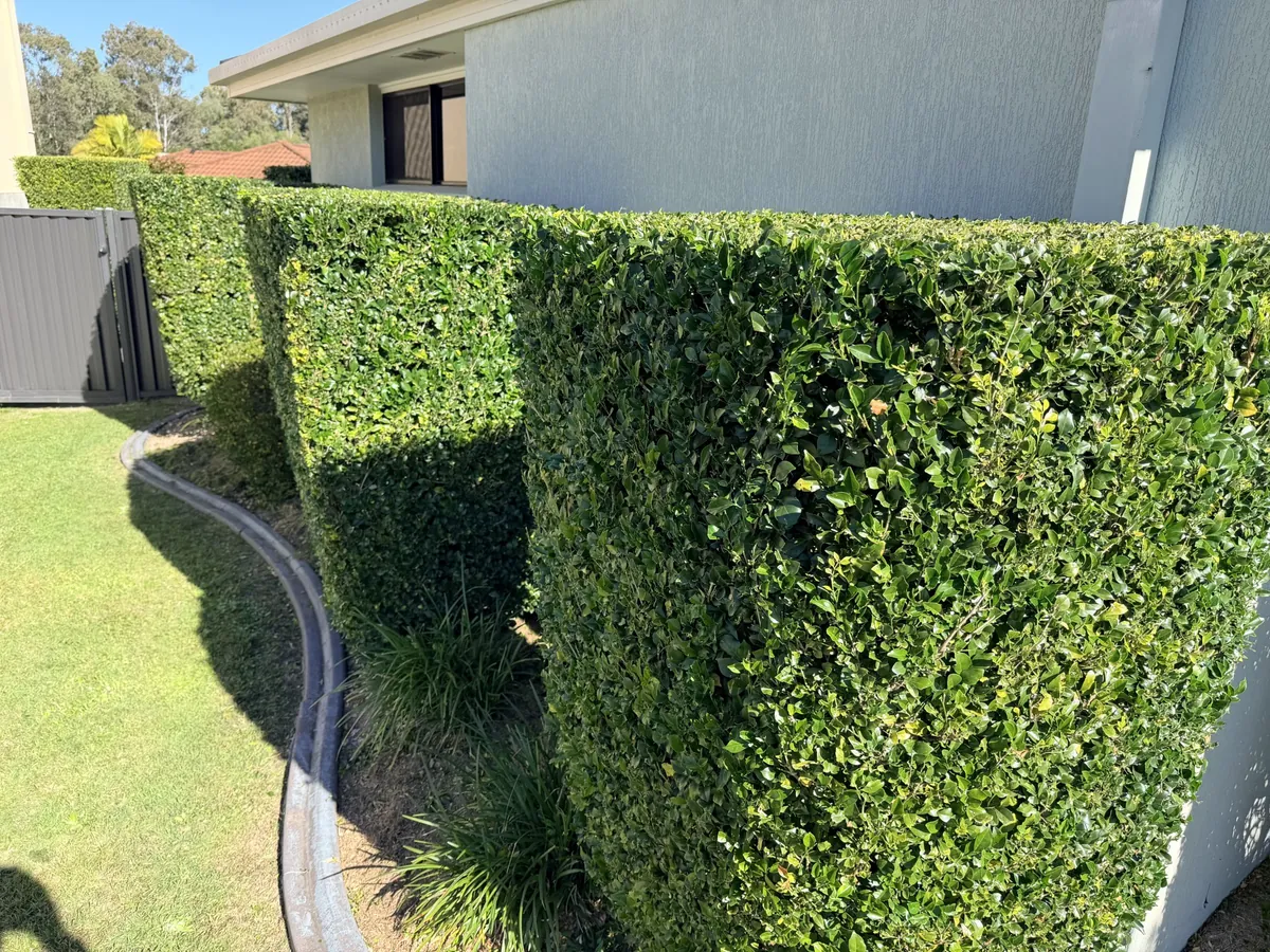 Garden Maintenance & Hedge Trimming — garden maintenance Gold Coast by Enviro Garden Care & Odd Jobs, Northern Gold Coast